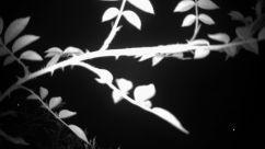 Rosarium Webcam
