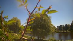 Rosarium Webcam