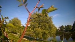 Rosarium Webcam