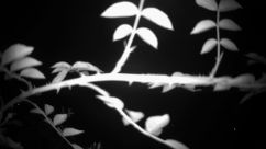 Rosarium Webcam