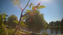 Rosarium Webcam