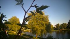 Rosarium Webcam