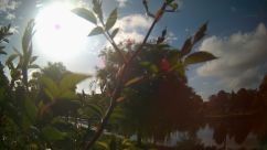 Rosarium Webcam