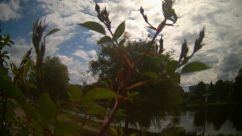 Rosarium Webcam