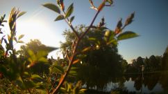 Rosarium Webcam
