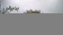 Rosarium Webcam