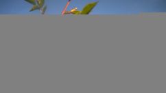 Rosarium Webcam