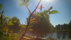 Rosarium Webcam