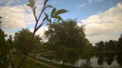 Rosarium Webcam
