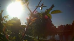 Rosarium Webcam