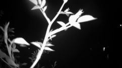 Rosarium Webcam