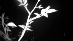 Rosarium Webcam