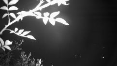 Rosarium Webcam