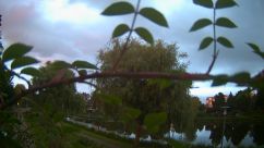 Rosarium Webcam