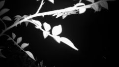 Rosarium Webcam