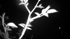 Rosarium Webcam