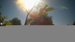 Rosarium Webcam