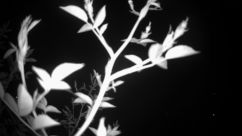 Rosarium Webcam