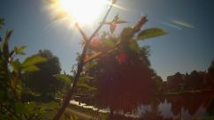 Rosarium Webcam