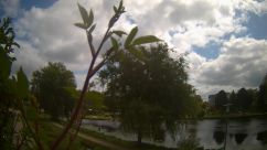 Rosarium Webcam