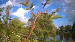 Rosarium Webcam