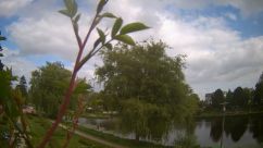Rosarium Webcam