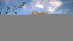 Rosarium Webcam