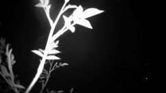 Rosarium Webcam