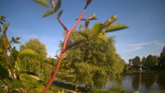 Rosarium Webcam
