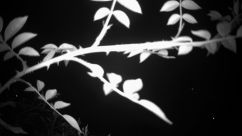 Rosarium Webcam