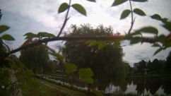 Rosarium Webcam