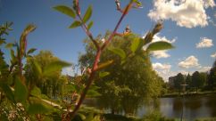 Rosarium Webcam