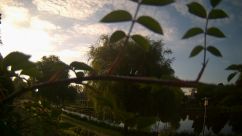 Rosarium Webcam