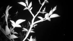 Rosarium Webcam