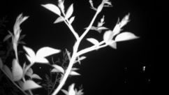 Rosarium Webcam