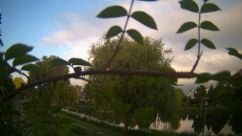 Rosarium Webcam
