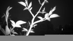 Rosarium Webcam