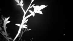 Rosarium Webcam