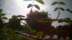 Rosarium Webcam