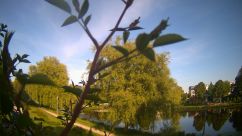 Rosarium Webcam