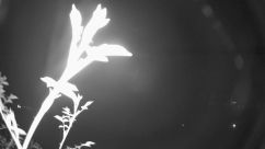 Rosarium Webcam