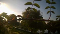 Rosarium Webcam