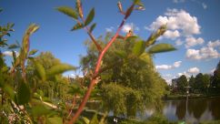 Rosarium Webcam