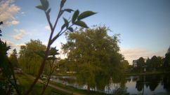 Rosarium Webcam