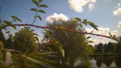 Rosarium Webcam