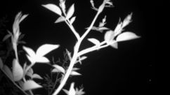 Rosarium Webcam