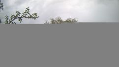 Rosarium Webcam