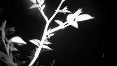 Rosarium Webcam