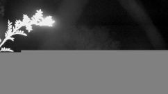 Rosarium Webcam