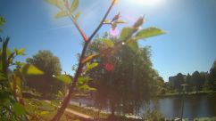 Rosarium Webcam